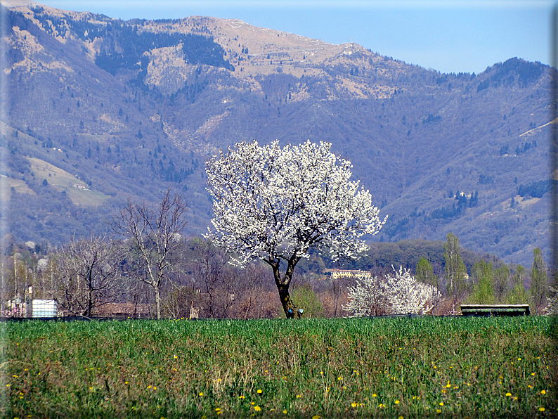 foto Ciliegi in fiore tra i Colli Asolani